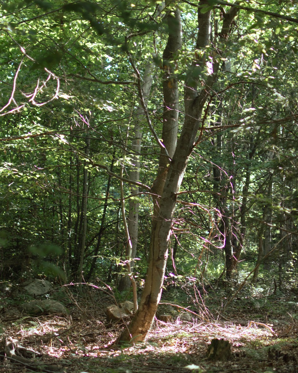 OSA Wald